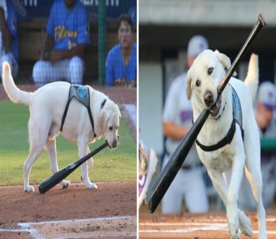 L’adorabile cucciolo usa il suo musetto per raccogliere le mazze di baseball del campo