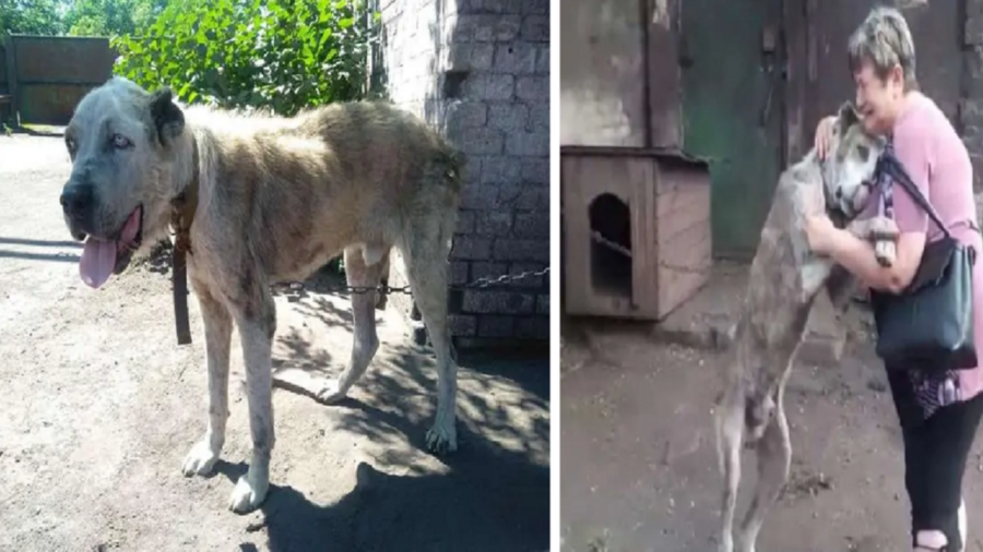 L'incontro con il cane rubato due anni fa