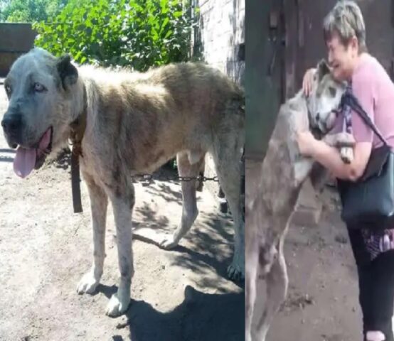 L’incontro con il cane rubato dopo 2 anni di separazione