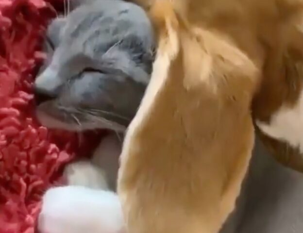 L’orecchio della cagnolina viene “sfruttato” dalla sua sorellina gattina per ripararsi dal freddo (VIDEO)