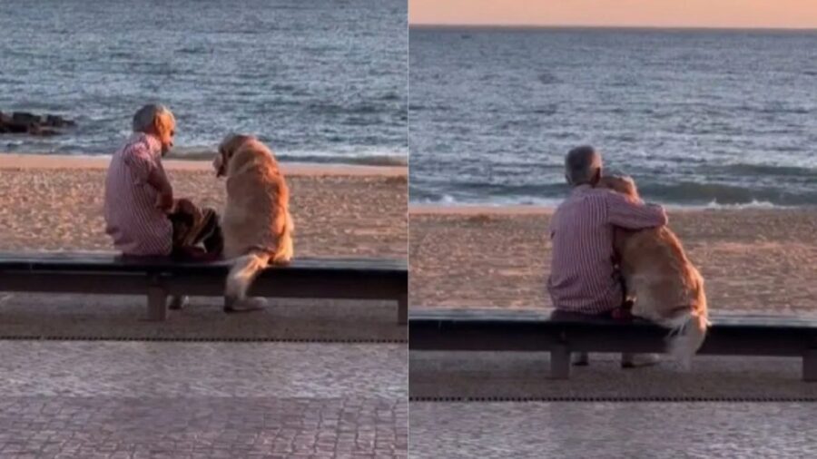 L'uomo anziano e il suo cane guardano il tramonto