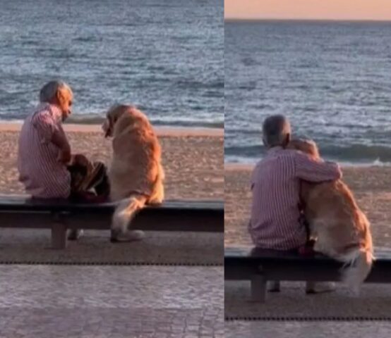 L’uomo anziano e il suo cane si siedono sulla spiaggia al tramonto e si godono insieme un momento unico