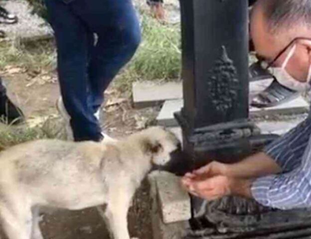 L’uomo disseta il cane randagio raccogliendo l’acqua con le sue mani: la scena è emozionante
