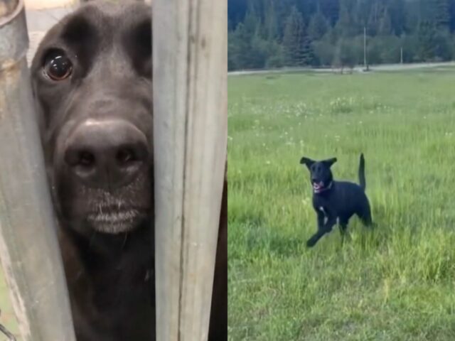 Mac, la cagnolona del rifugio dà la zampa a tutti i possibili adottanti