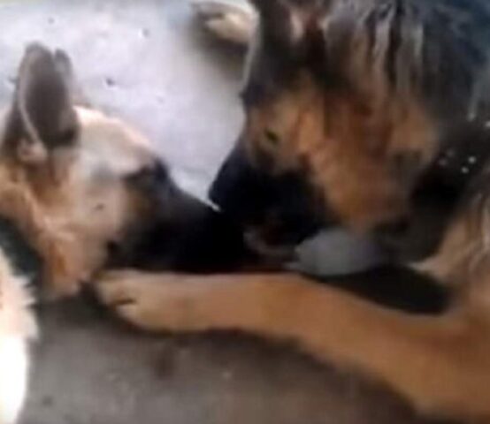 Mamma pastore tedesco coccolata dal suo compagno cane