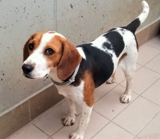 Milly: troviamo una nuova casa a questa affettuosa Beagle