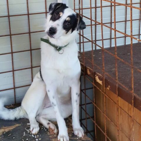 Mimì, la cagnolina buona come il pane è alla ricerca di una famiglia per sempre