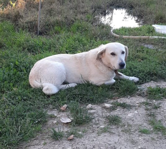 Mollica, la cagnolina abbandonata a sé stessa è alla ricerca di una famiglia felice