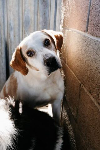 Orange, il cagnolino che da anni vive in canile è alla ricerca di un’adozione felice