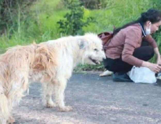 Per 4 anni ha aspettato in maniera obbediente e silenziosa che i padroni tornassero a prenderlo