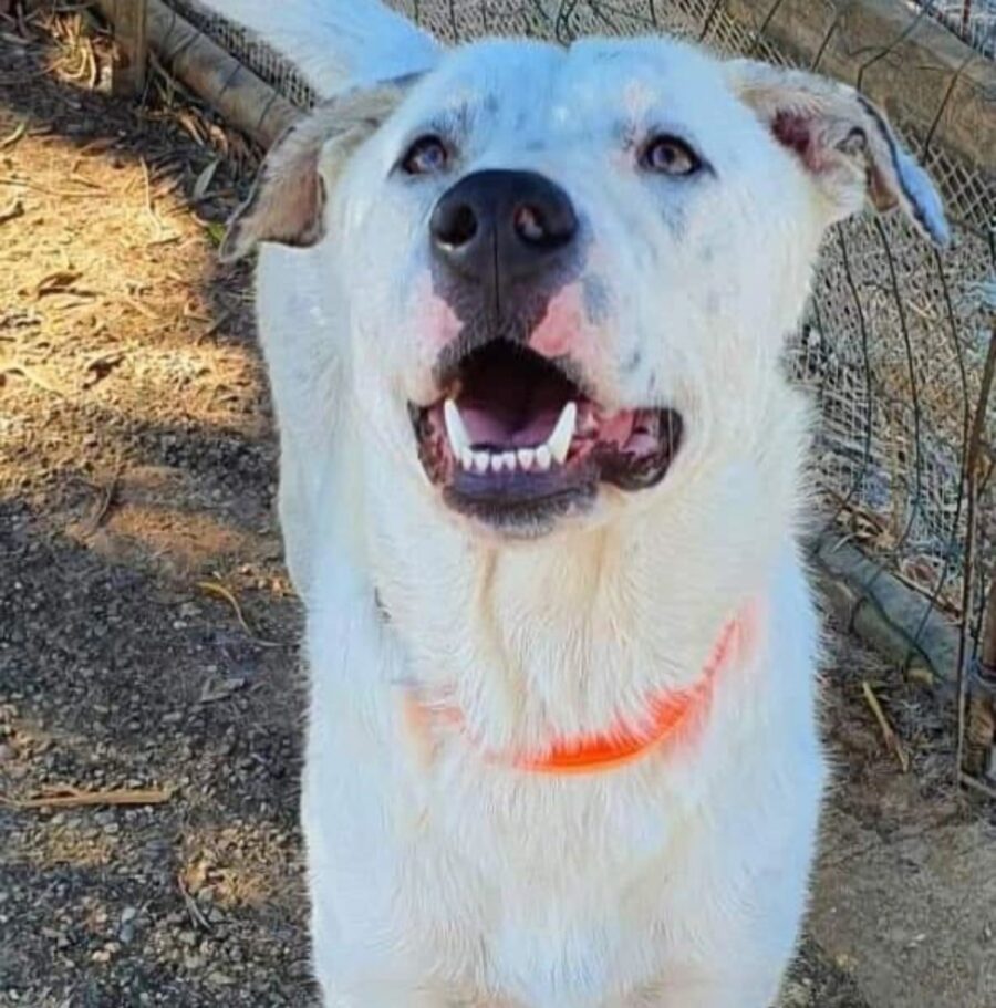 Perseo cagnolino in affido