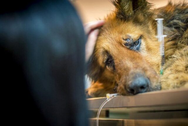 Piangevano pensando che il cane abbandonato nella neve non ce l’avrebbe fatta, ma l’amore ha trionfato