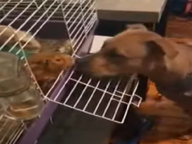 Pitbull prova a fare amicizia con due porcellini d’India ma non viene accolto