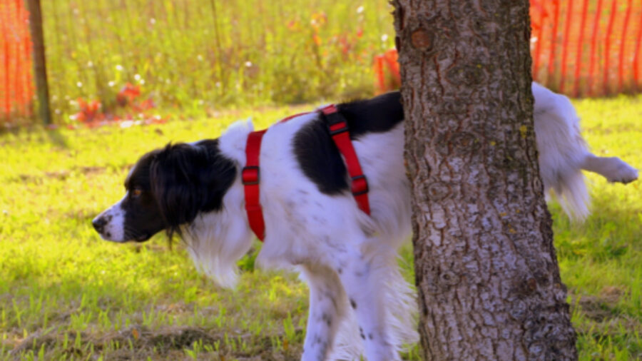 Polemica su Reddit per la pipì del cane