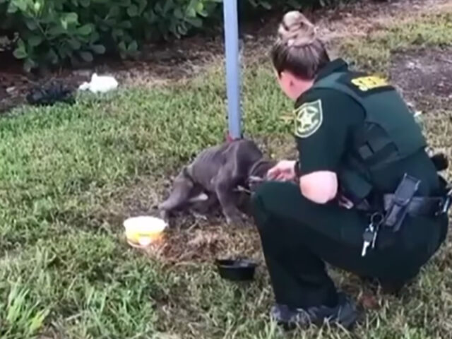 Il cane legato ad un palo da la zampa alla poliziotta arrivata per portarlo in salvo