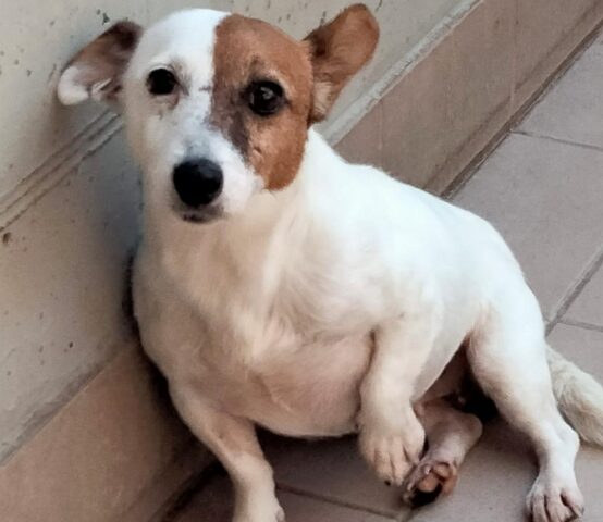 Puffetta: Jack Russell salvata da un allevamento cerca ora una nuova casa