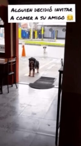 Puppy invita il suo amico al ristorante dove gli danno cibo gratis