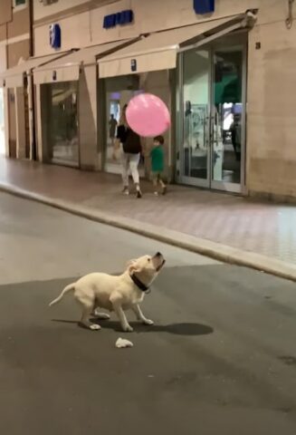 Questa cagnolona si gode un attimo di felicità giocando con un semplice palloncino rosa