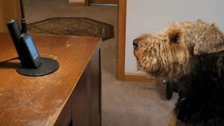 Questo simpatico Airedale Terrier che guarda il telefono