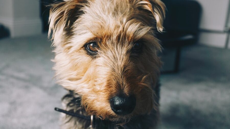 Questo simpatico Airedale Terrier dal naso nero