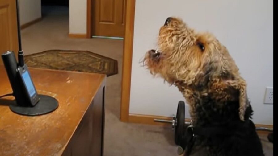Questo simpatico Airedale Terrier parla alla mamma al telefono