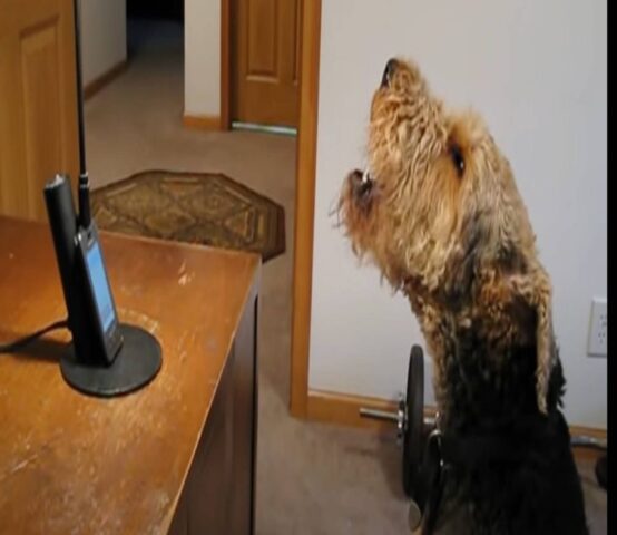 Questo simpatico Airedale Terrier ulula al telefono