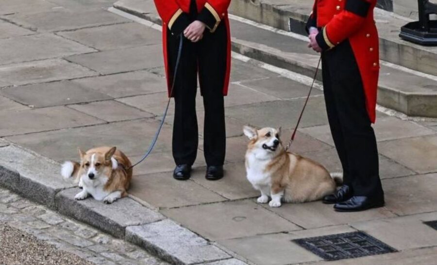 che fine hanno fatto i cagnolini della regina elisabetta