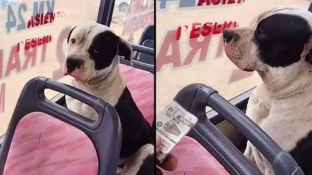 un cane su un autobus