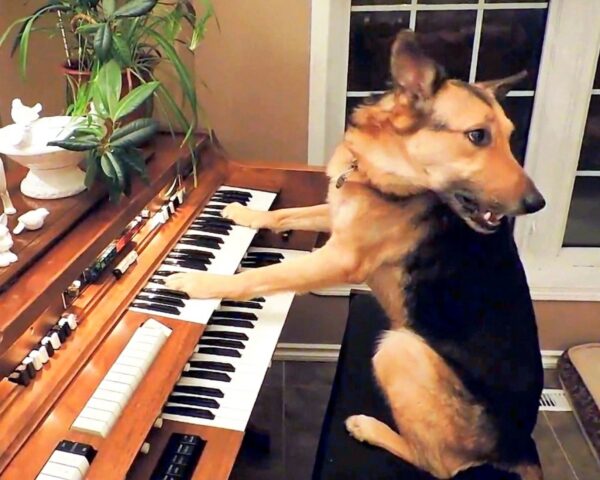 Sadie, la cagnolona che viveva per strada oggi suona felice il pianoforte