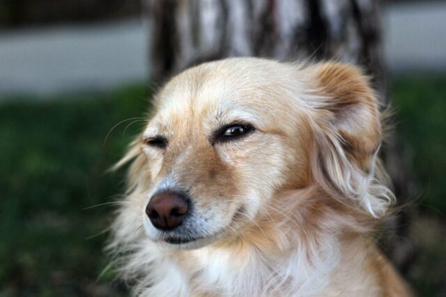 Se il tuo cane è una femmina sì, ti giudica e pensa che tu sia stupido