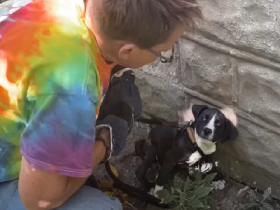 Cagnolina salvata con i suoi cuccioli 