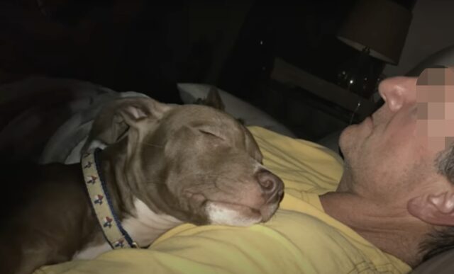Stuart, il cane trovato privo di sensi sul ciglio della strada
