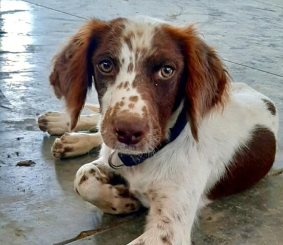 Tito: Springer Spaniel cresciuto in strada desidera una mamma per sempre