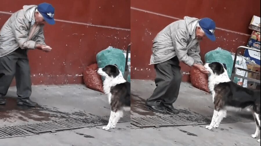 Un uomo anziano raccoglie l'acqua per un cane
