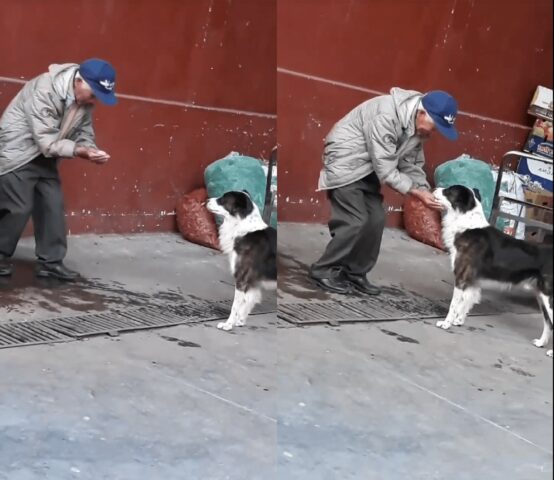 Un uomo anziano raccoglie l'acqua per un cane assetato