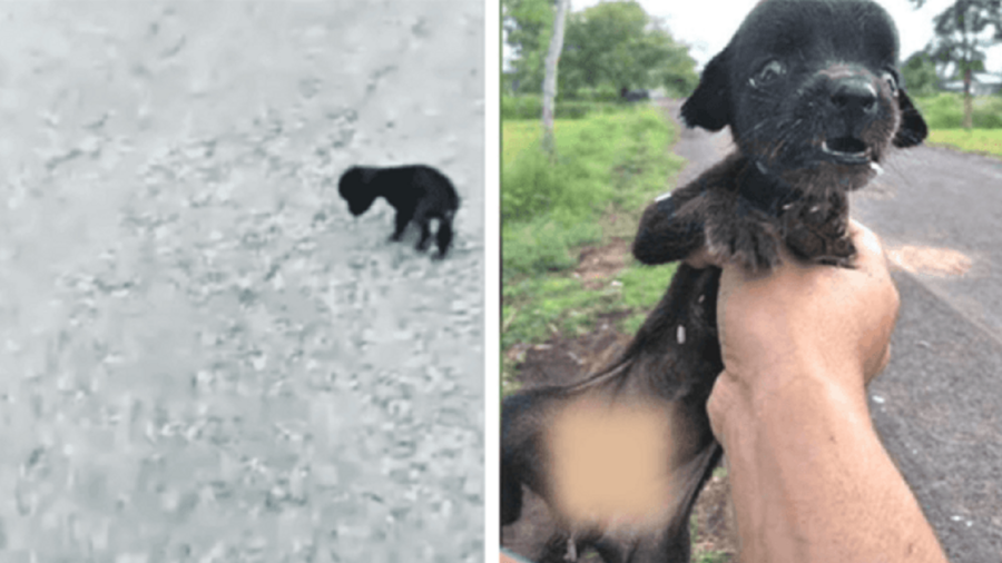 Una cucciola cieca in mezzo alla strada