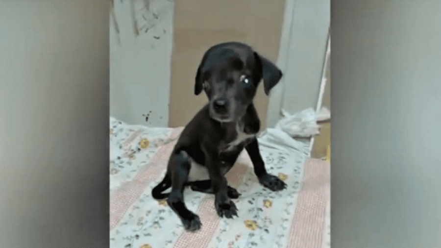 Una cucciola cieca adottata