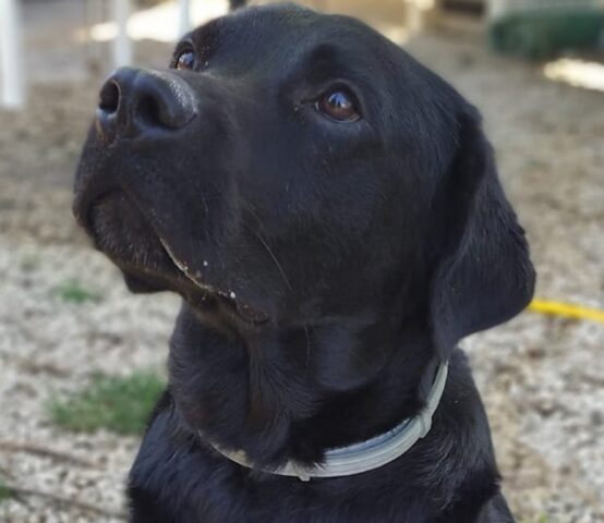 Zeuss, meraviglioso Labrador dal pelo nero ha bisogno di un’adozione