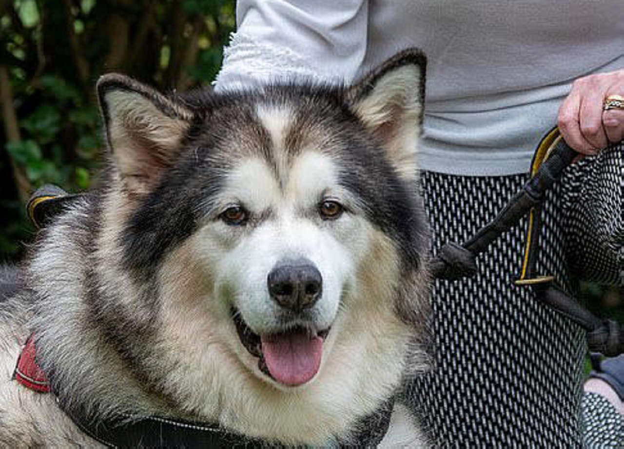 Alaskan Malamute riceve la croce blu