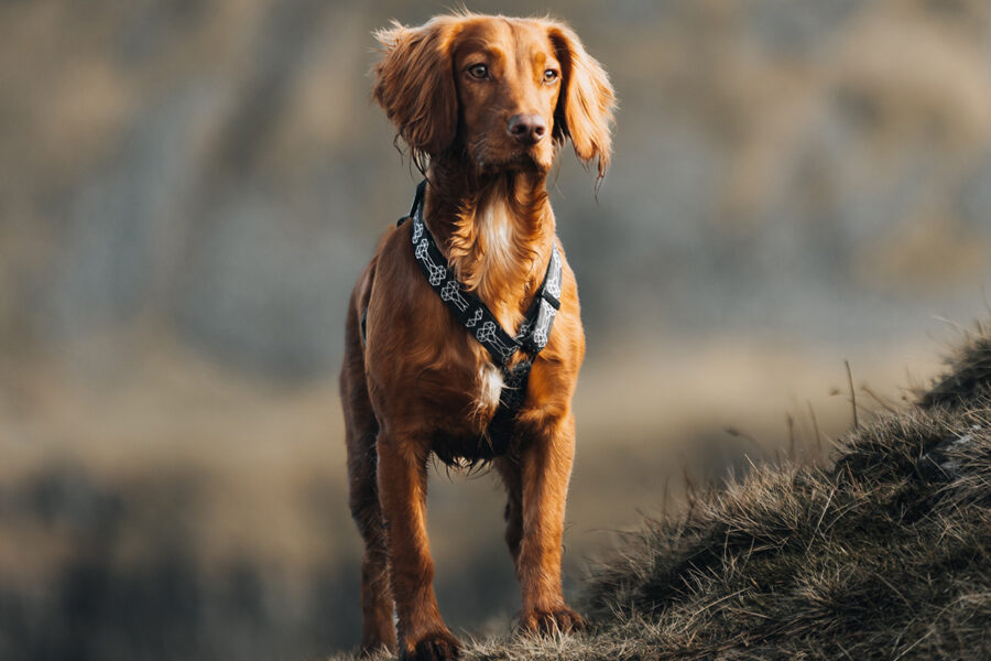 alimentazione cani da caccia in allerta