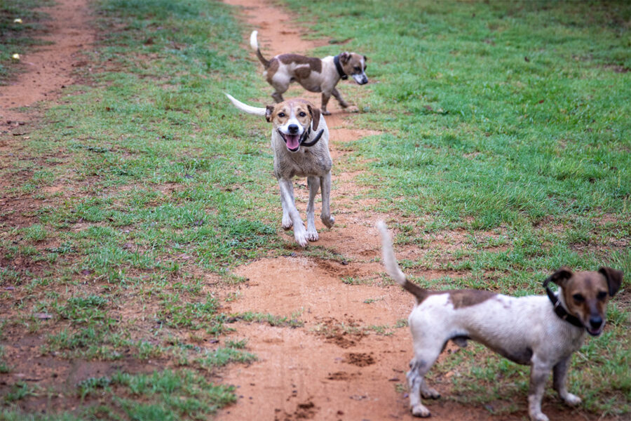 alimentazione cani da caccia che corrono