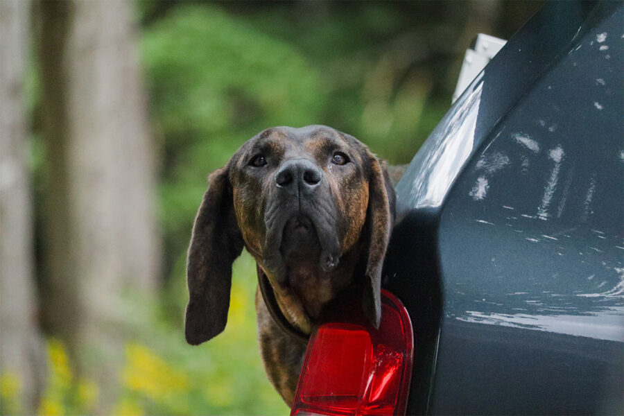 alimentazione cani da caccia nel bosco