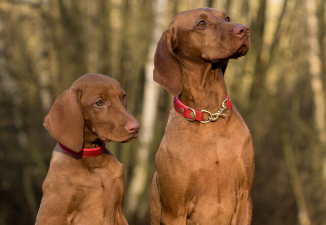 Alimentazione cani da caccia: le varianti, la migliore e tutti i consigli