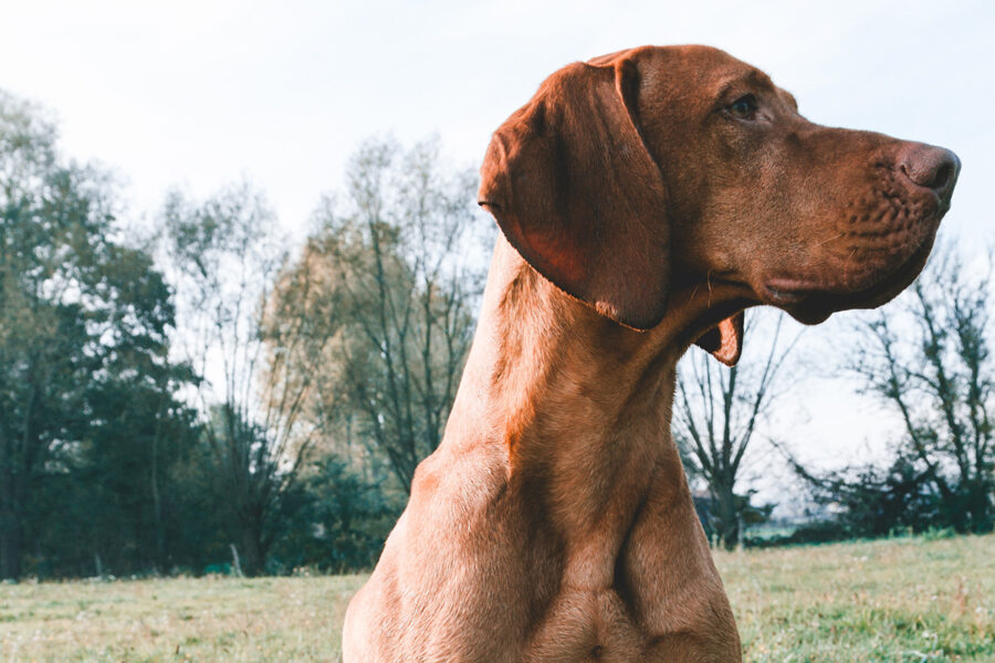 alimentazione cani da caccia che annusano