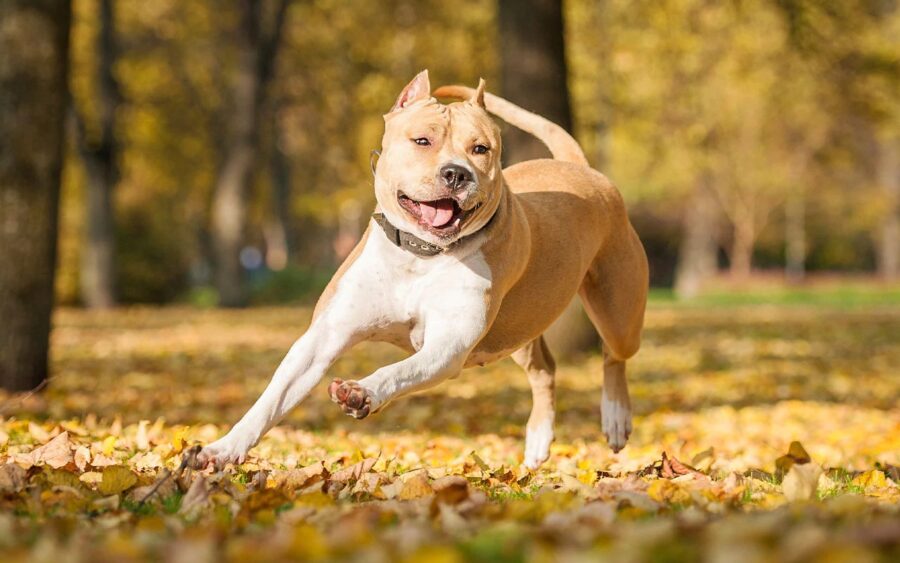 amstaff che corre sulle foglie