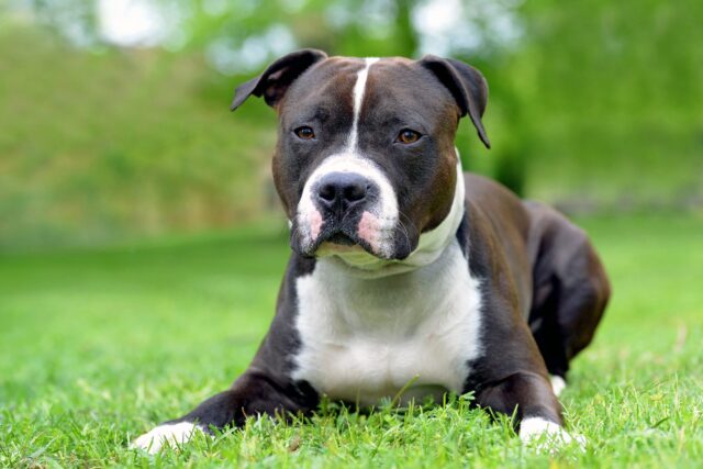 Amstaff come primo cane: difficoltà, cosa fare e come procedere