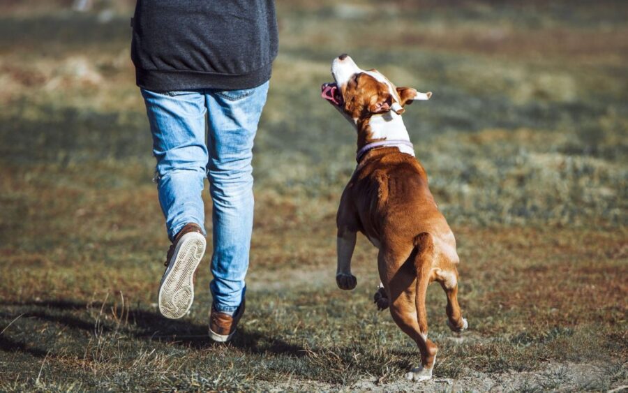 amstaff con il padrone