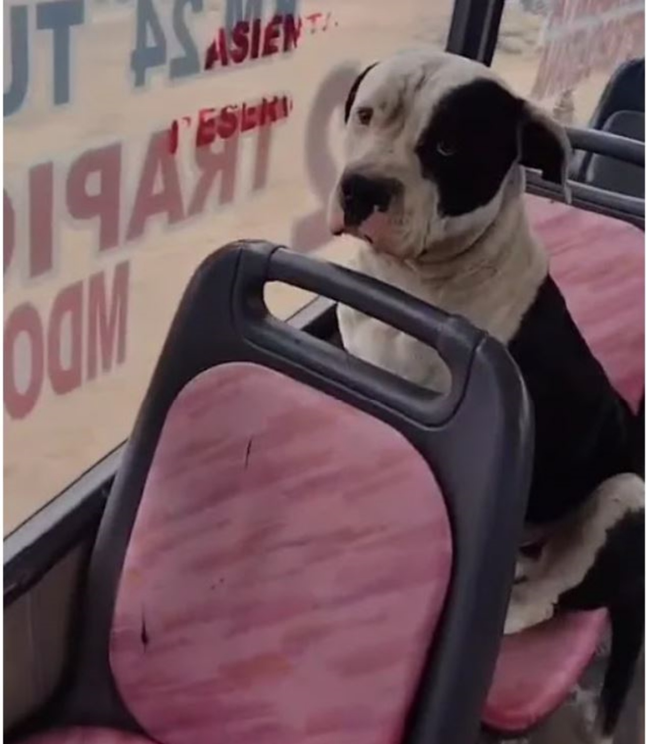 un cane seduto sull'autobus
