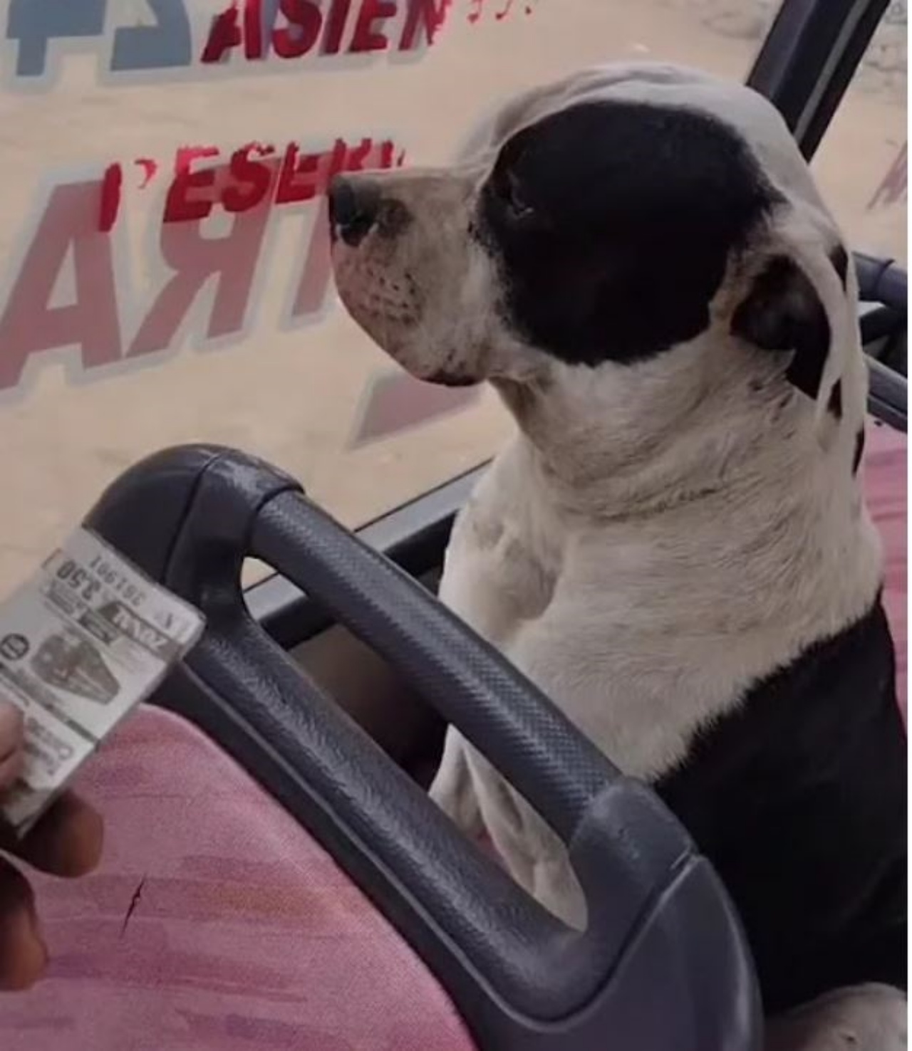 Un cane che guarda fuori dal finestrino