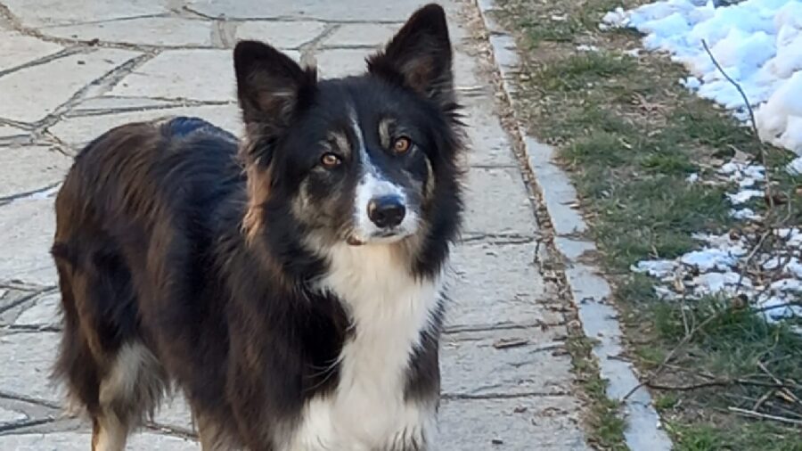 cane border collie tricolore